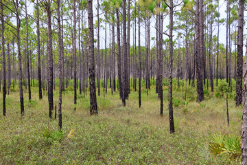 Flat Florida, USA wooded landscape with pinus palustris pine trees