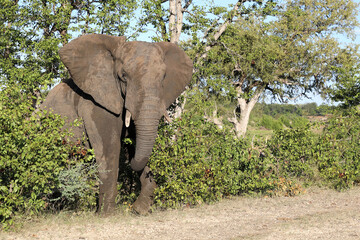 Afrikanischer Elefant / African elephant / Loxodonta africana