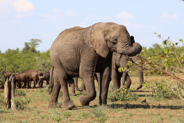 Obraz premium Afrikanischer Elefant / African elephant / Loxodonta africana