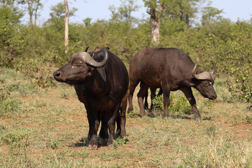 Kaffernbüffel und Gelbschnabel-Madenhacker / African buffalo and Yellow-billed oxpecker / Syncerus...