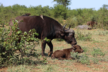 Kaffernbüffel und Gelbschnabel-Madenhacker / African buffalo and Yellow-billed oxpecker / Syncerus caffer et Buphagus africanus..