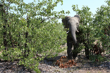 Afrikanischer Elefant / African elephant / Loxodonta africana