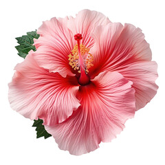 pink hibiscus flower isolated on transparent background,PNG