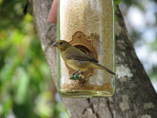 A bird in a bottle feeder in the tree of a beautiful place