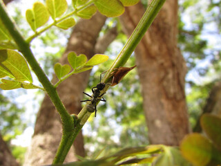 A golden ant (Camponotus sericeiventris) and a soldier insect on a tree in an ecological interaction