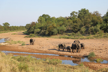 Afrikanischer Elefant im Tsendze River/ African elephant in Tsendze River / Loxodonta africana.