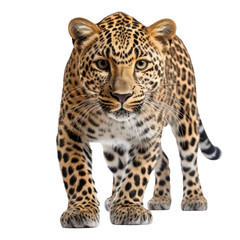 Fototapeta premium leopard isolated on transparent background,PNG