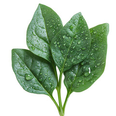 Fresh Spinach Leaf with Dew Drops Isolated on Transparent Background