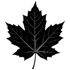 Fototapeta premium Black maple tree leaf silhouette on white background, minimalist style, monochrome