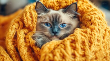 Naklejka premium Cozy Ragdoll Kitten Wrapped in a Golden Knitted Blanket at Home