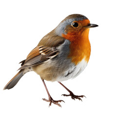 Fototapeta premium robin isolated on transparent background, PNG