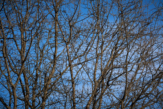 bare branches of oak tree against blue sky