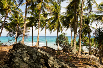 Natural landscape of palm trees, next to the sea, on a beach on the island of Pulau Weh, Sumatra, Indonesia
