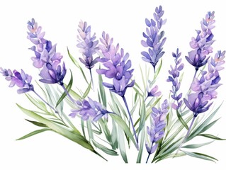 Naklejka premium Watercolor lavender flowers on white background in vintage garden style illustration