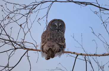 great grey owl in a tree