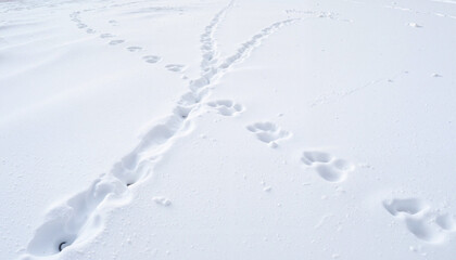 Fototapeta premium Animal paw prints in the snow