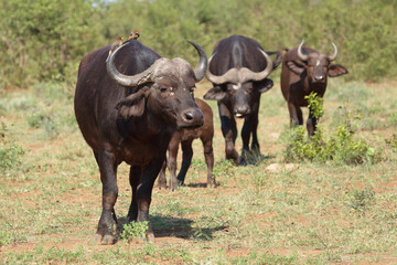 Kaffernbüffel und Gelbschnabel-Madenhacker / African buffalo and Yellow-billed oxpecker / Syncerus caffer et Buphagus africanus.