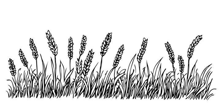 wheat field with grass vintage engraving style doodle sketch vector