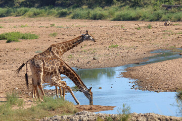 Giraffe / Giraffe / Giraffa camelopardalis