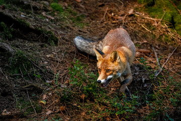 Fox at sunrise. Red fox, Vulpes vulpes, hunting in green forest. Hungry fox sniffs about food in...
