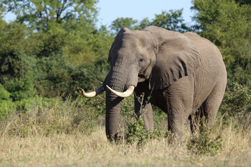 Afrikanischer Elefant / African elephant / Loxodonta africana