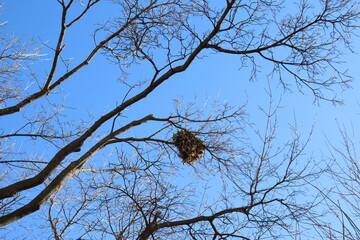 Bird's net in a tree in winter with a blue sky. Animal life and nest for birds.