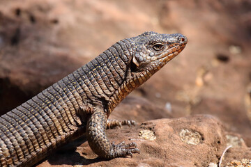 Felsen-Schildechse / Giant plated lizard / Matobosaurus validus