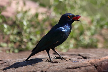 Rotschulter-Glanzstar/ Cape glossy starling or Red-shouldered glossy starling / Lamprotornis nitens