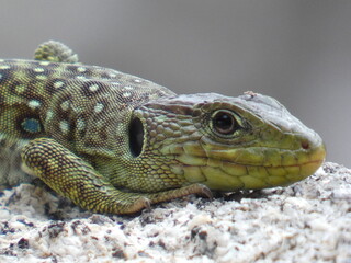 lizard 