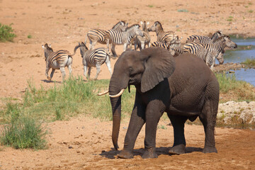 Afrikanischer Elefant und Steppenzebra im Tsendze River/ African elephant  and Burchell's zebra in...