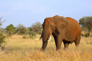 Fototapeta premium Afrikanischer Elefant / African elephant / Loxodonta africana..