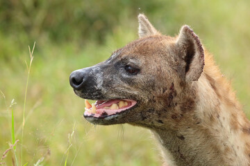 Tüpfelhyäne / Spotted hyaena / Crocuta crocuta..