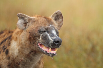 Tüpfelhyäne / Spotted hyaena / Crocuta crocuta..