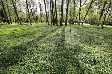 Greenish spring scenary of a park