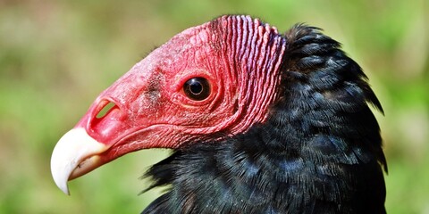 Close-up portrait of red-headed vulture isolated on green background