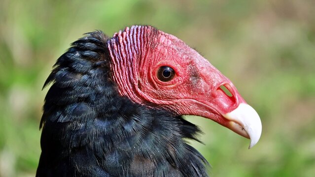 Close-up portrait of red-headed vulture isolated on green background