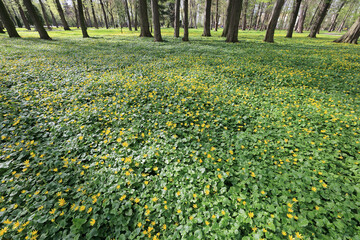 Green flowerbeds with tiny yellow flowers
