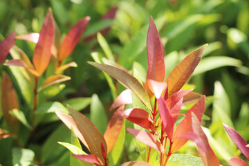 Beautiful new leaves growing brightly