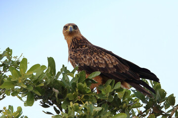 Wahlbergsadler / Wahlberg's  eagle / Aquila wahlbergi