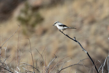Northern Shrike on the Hunt