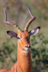 Schwarzfersenantilope / Impala / Aepyceros melampus