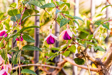 Fuchsia hybrida pertenece a la familia de Onagraceae.	