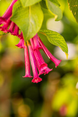 Iochroma grandiflorum pertenece a la familia de Solanaceae.