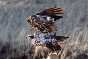 Bald Eagles in the Canyon