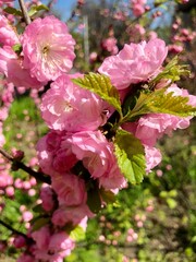 pink cherry blossom