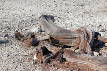 Dead twisted brown tree roots on arid sandy soil