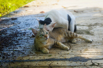 a pair of street cats mating