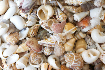 Top view close up of many colorful seashells of various varieties.