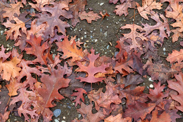 Piles of Leaves of Various Colours