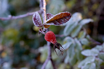 Frosted Rose Hip